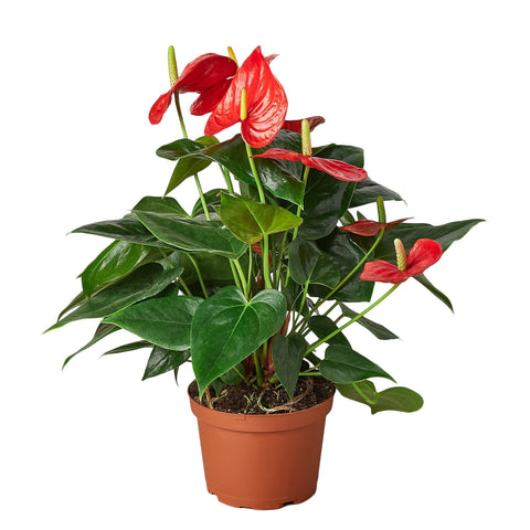 Anthurium 'Red' - 4" Pot - Black Bamboo