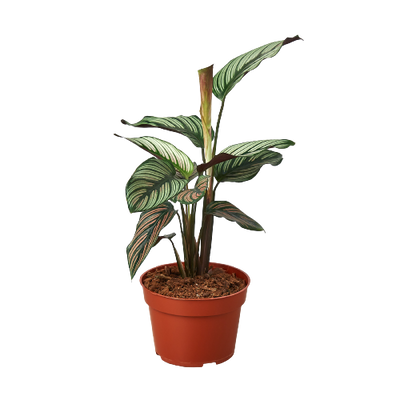 Calathea 'White Star'-4' Pot - Black Bamboo