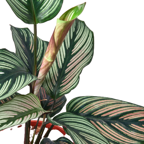 Calathea 'White Star'-4' Pot - Black Bamboo