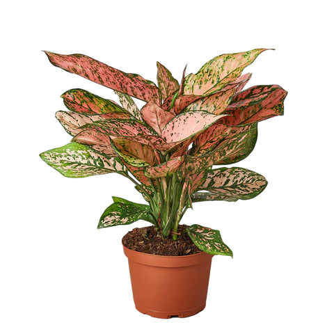 Chinese Evergreen 'Lady Valentine' - Black Bamboo