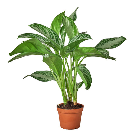 Chinese Evergreen 'Silver Bay' - 4" Pot - Black Bamboo