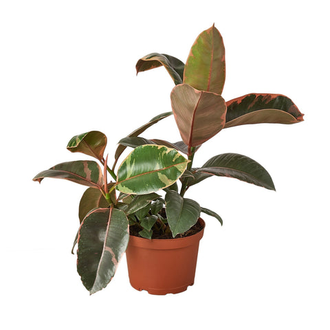 Ficus Elastica 'Ruby Pink' - 4" Pot - Black Bamboo