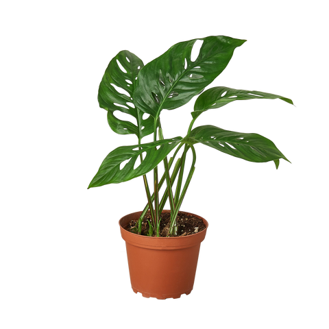 Monstera Adansonii 'Swiss Cheese' - 4" Pot - Black Bamboo