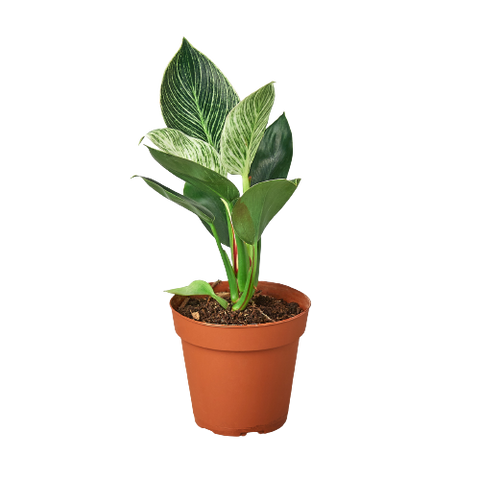 Philodendron 'Birkin' - 4" Pot - Black Bamboo