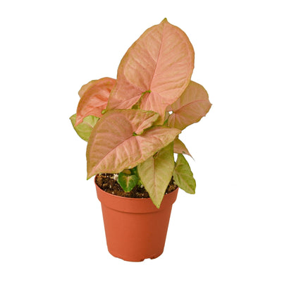 Syngonium Strawberry - 4" Pot - Black Bamboo