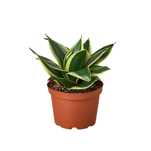 Snake Plant Black Gold - Black Bamboo