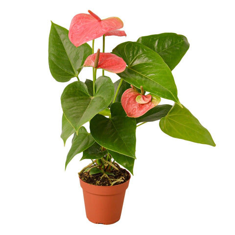 Anthurium 'Pink' - 4" Pot - Black Bamboo