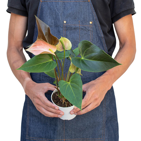 Anthurium Rainbow Champion - 4" Pot - Black Bamboo