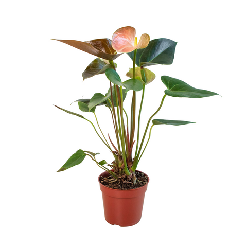 Anthurium Rainbow Champion - 4" Pot - Black Bamboo