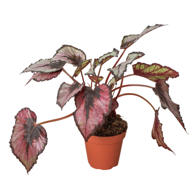 Begonia 'Rex' - 4" Pot - Black Bamboo