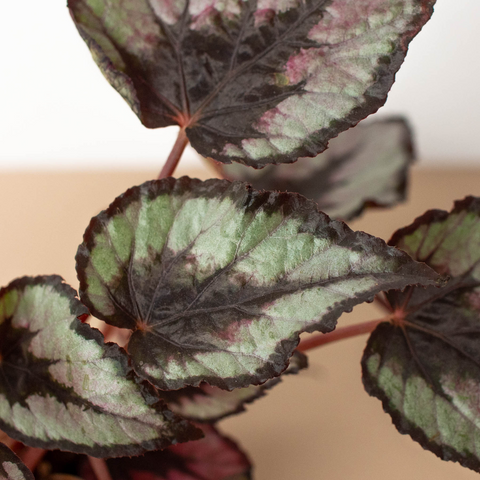 Begonia 'Rex' - 4" Pot - Black Bamboo