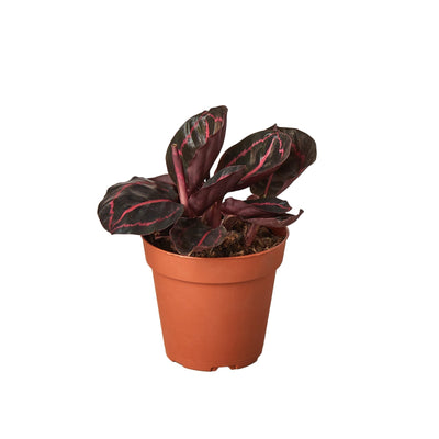 Calathea 'Dottie' - 4" Pot - Black Bamboo