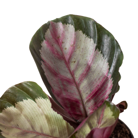 Calathea roseopicta 'Silvia' - Black Bamboo