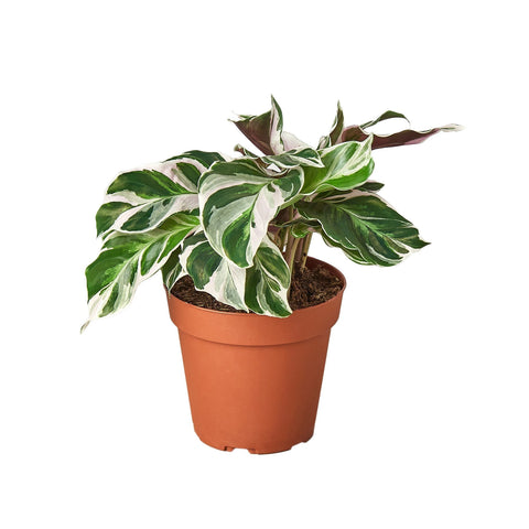 Calathea 'White Fusion' - 4" Pot - Black Bamboo