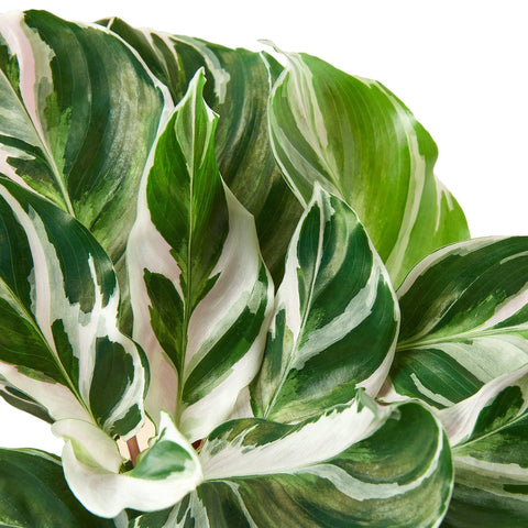 Calathea 'White Fusion' - 4" Pot - Black Bamboo