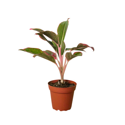 Chinese Evergreen 'Red Siam' - Black Bamboo