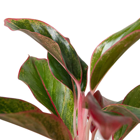 Chinese Evergreen 'Red Siam' - Black Bamboo