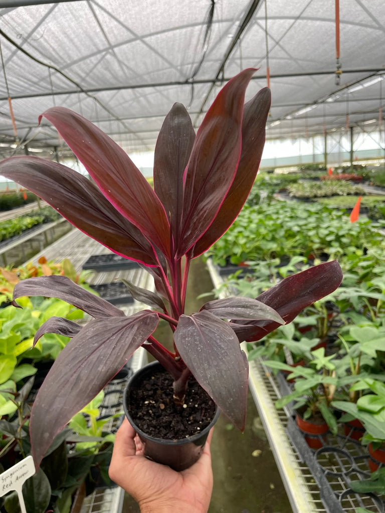 Cordyline 'Calypso Queen' - Black Bamboo