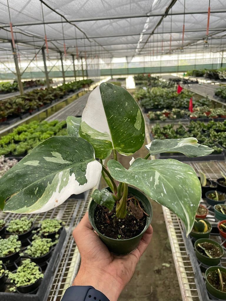 Philodendron 'White Princess' - Black Bamboo