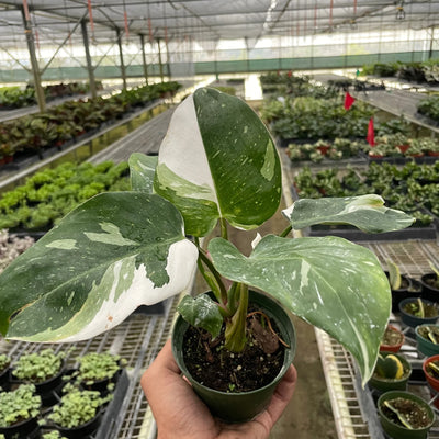 Philodendron 'White Princess' - Black Bamboo