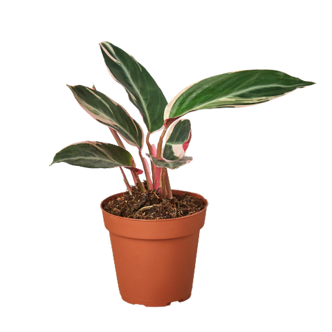 Stromanthe Triostar - 4" Pot - Black Bamboo