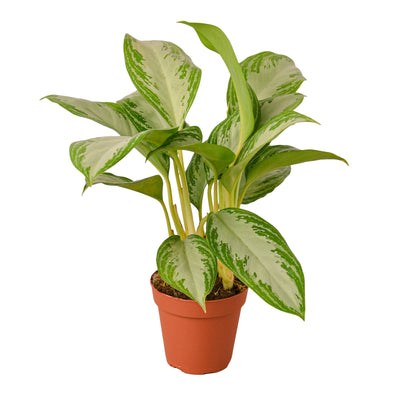 Chinese Evergreen 'Silver Bay' - 4" Pot - Black Bamboo