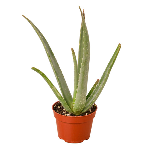 Aloe Vera - 4" Pot - Black Bamboo