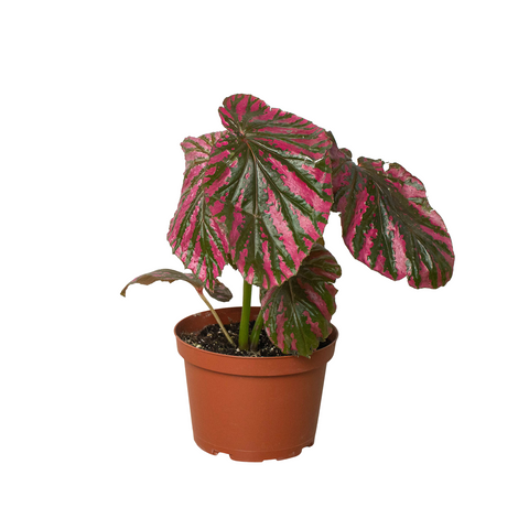 Begonia 'Exotica' - Black Bamboo