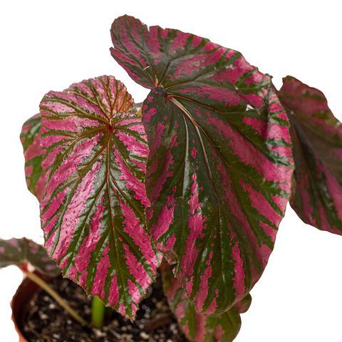 Begonia 'Exotica' - Black Bamboo