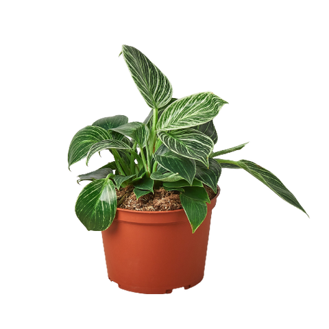 Philodendron 'Birkin' - 4" Pot - Black Bamboo