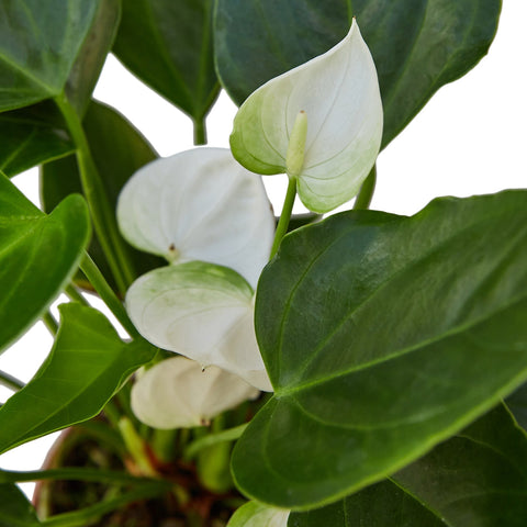 Anthurium 'White' - 4" Pot - Black Bamboo