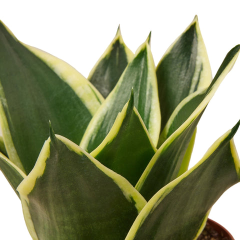 Snake Plant Black Gold - Black Bamboo