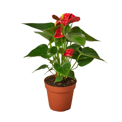 Anthurium 'Red' - 4" Pot - Black Bamboo