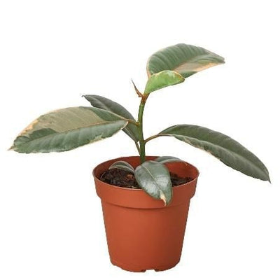 Ficus Elastica 'Ruby Pink' - 4" Pot - Black Bamboo