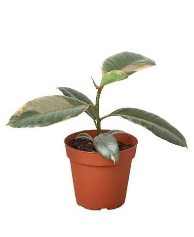 Ficus Elastica 'Ruby Pink' - 4" Pot - Black Bamboo