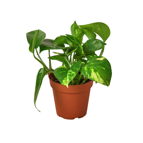 Pothos 'Golden' - 4" Pot - Black Bamboo