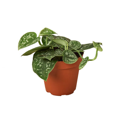 Pothos 'Satin' - 4" Pot - Black Bamboo