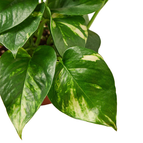 Pothos 'Golden' - 4" Pot - Black Bamboo