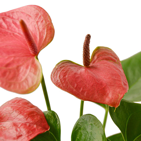 Anthurium 'Pink' - 4" Pot - Black Bamboo