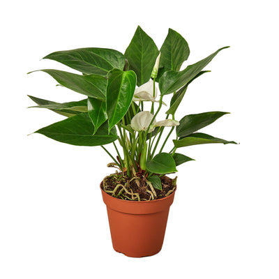 Anthurium 'White' - 4" Pot - Black Bamboo