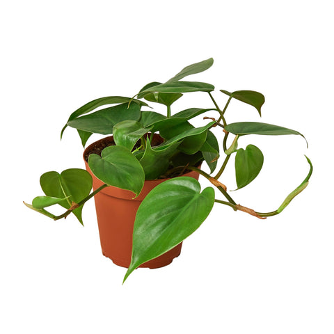 Philodendron Cordatum Heartleaf - 4" Pot - Black Bamboo