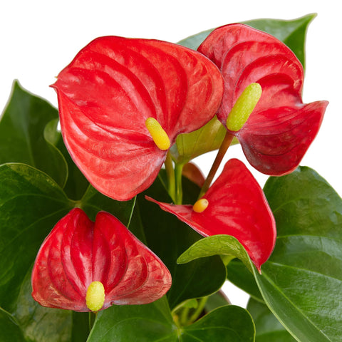 Anthurium 'Red' - 4" Pot - Black Bamboo