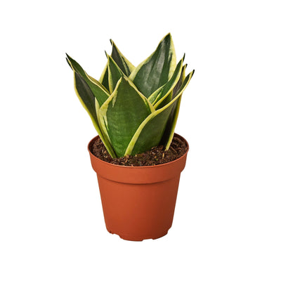 Snake Plant Black Gold - Black Bamboo