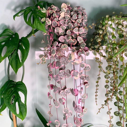 String of Hearts Variegated - Black Bamboo