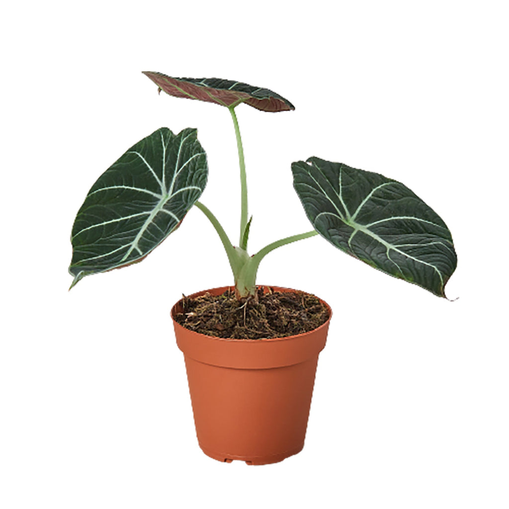 Alocasia Reginula 'Black Velvet' - Black Bamboo