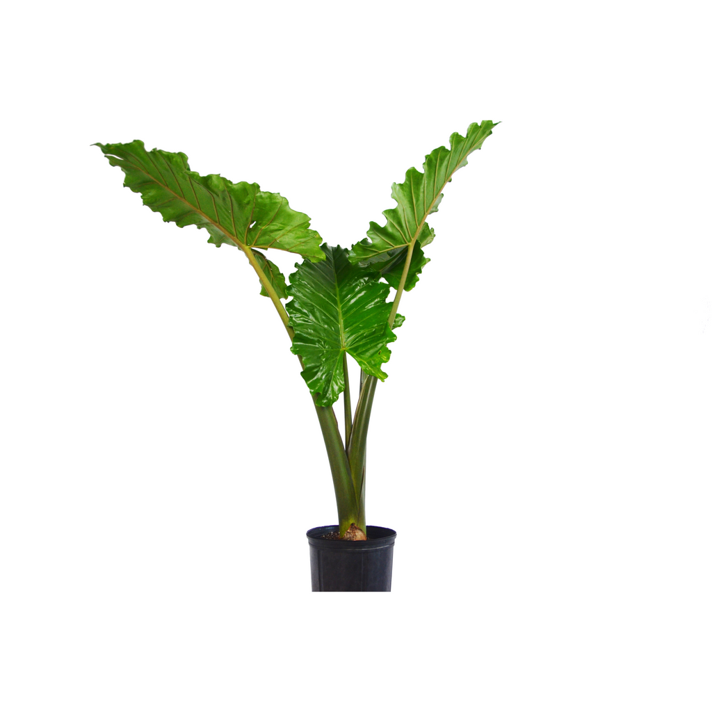 Alocasia Portora 'Elephant Ear' 3-4 ft Tall - Black Bamboo