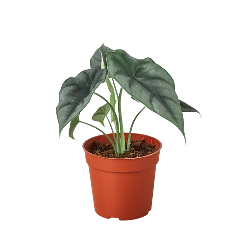 Alocasia Amazonica 'Reversa' - Black Bamboo