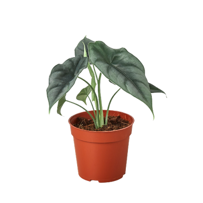 Alocasia Amazonica 'Reversa' - Black Bamboo