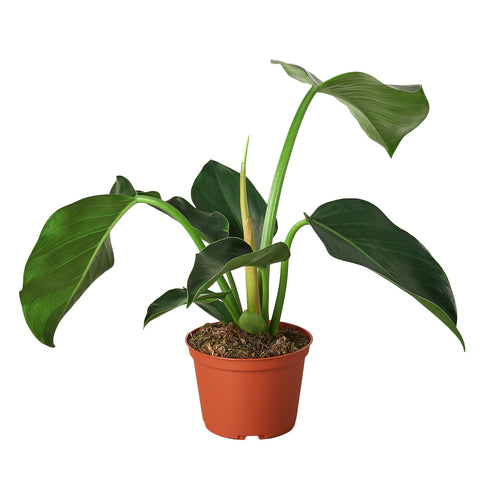 Philodendron 'Congo Green' - Black Bamboo