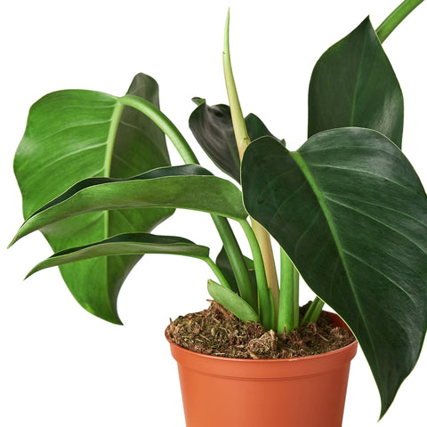 Philodendron 'Congo Green' - Black Bamboo